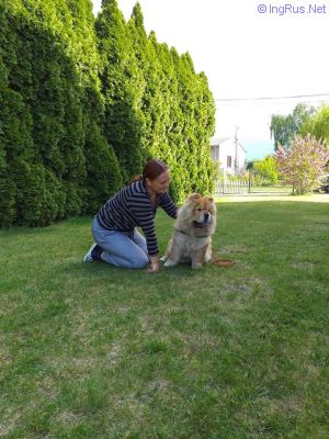 Dog Photo