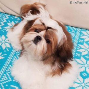 Dog Photo