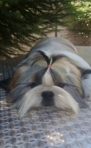 Dog Photo