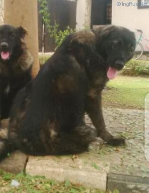 Dog Photo