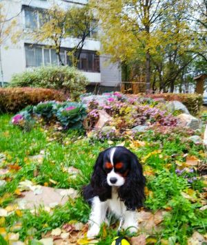 Dog Photo