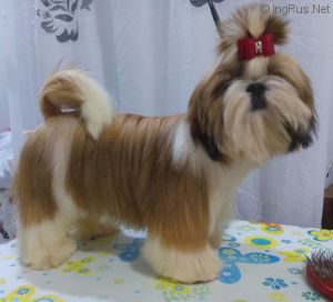 Dog Photo
