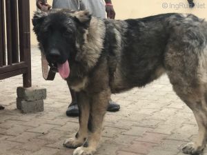Dog Photo