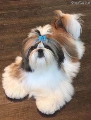 Dog Photo