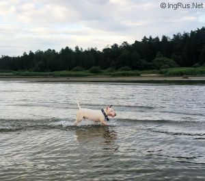 Dog Photo