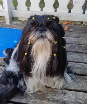 Dog Photo