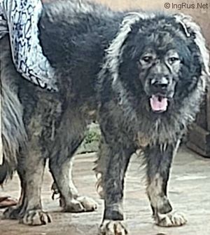 Dog Photo