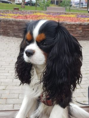Dog Photo