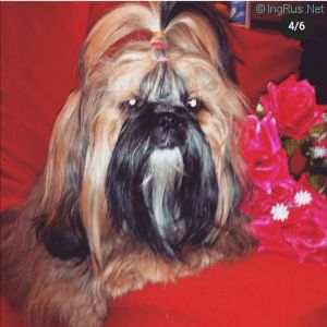 Dog Photo