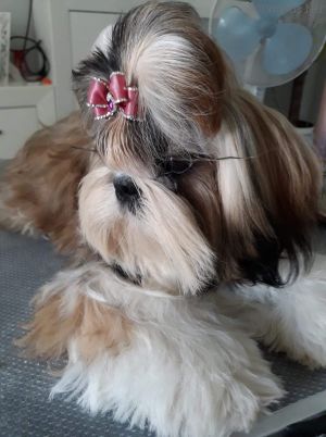 Dog Photo