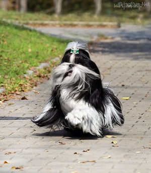 Dog Photo