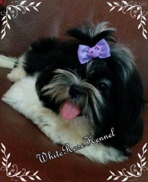Dog Photo