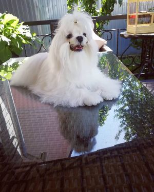 Dog Photo