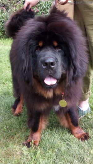Dog Photo