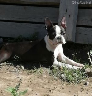 Dog Photo