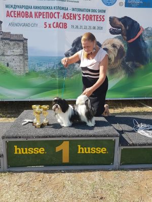 Dog Photo