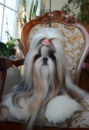 Dog Photo