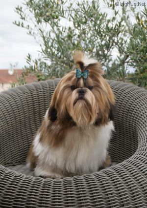 Dog Photo