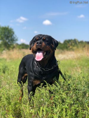 Dog Photo