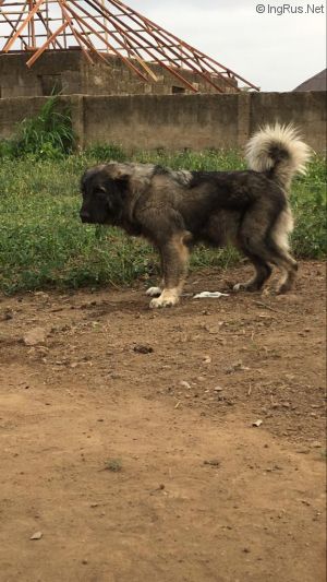 Dog Photo
