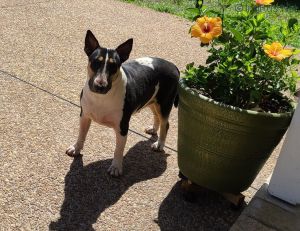 Dog Photo