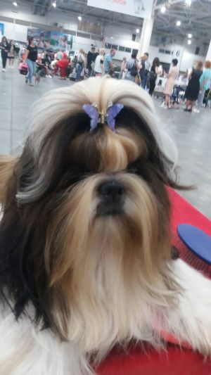 Dog Photo