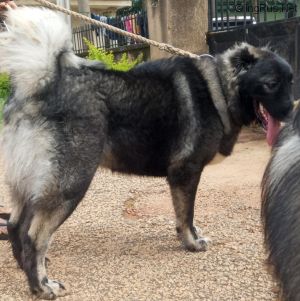 Dog Photo