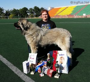 Dog Photo