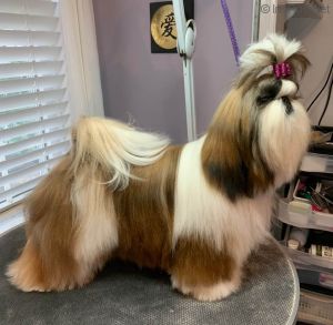 Dog Photo