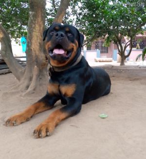 Dog Photo