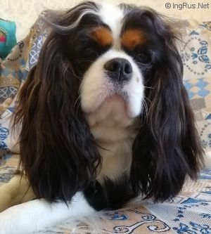 Dog Photo