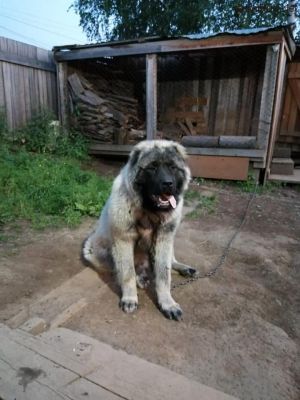 Dog Photo
