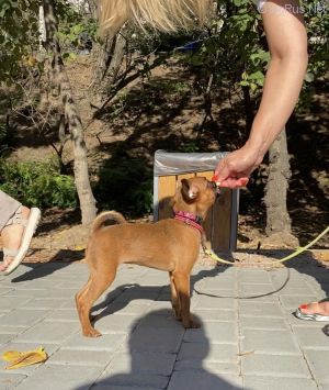 Dog Photo