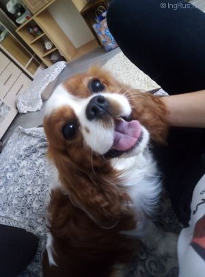 Dog Photo