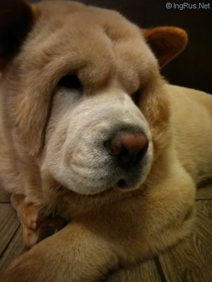 Dog Photo