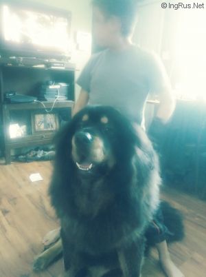 Dog Photo