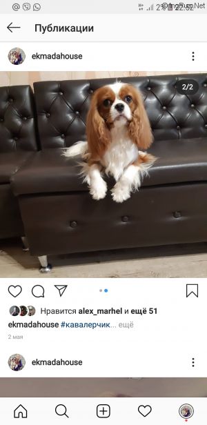 Dog Photo