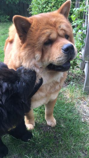 Dog Photo