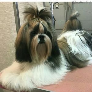 Dog Photo