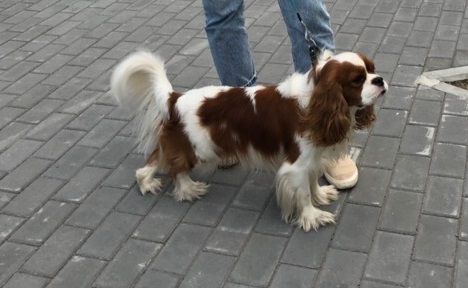 Dog Photo