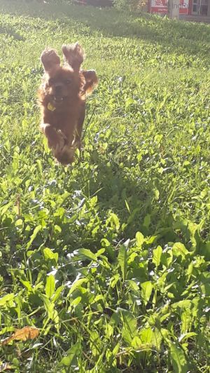 Dog Photo