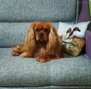 Dog Photo