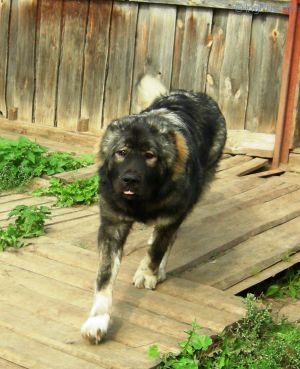 Dog Photo