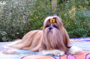 Dog Photo