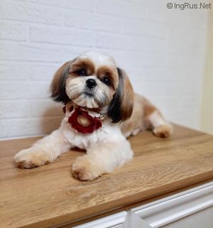 Dog Photo