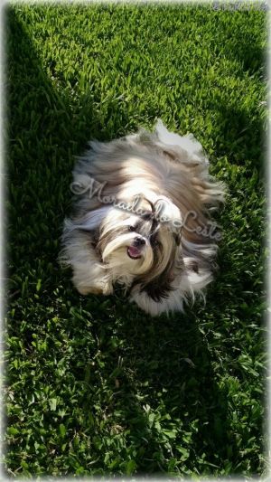 Dog Photo