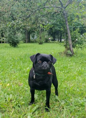 Dog Photo