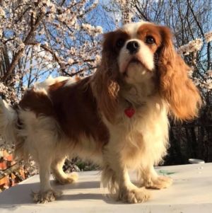 Dog Photo