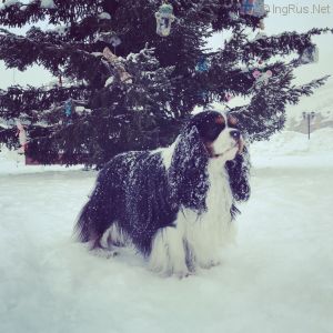 Dog Photo