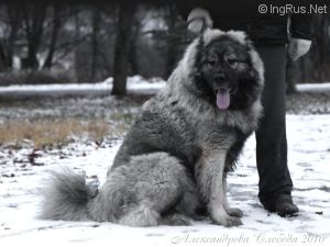 Dog Photo